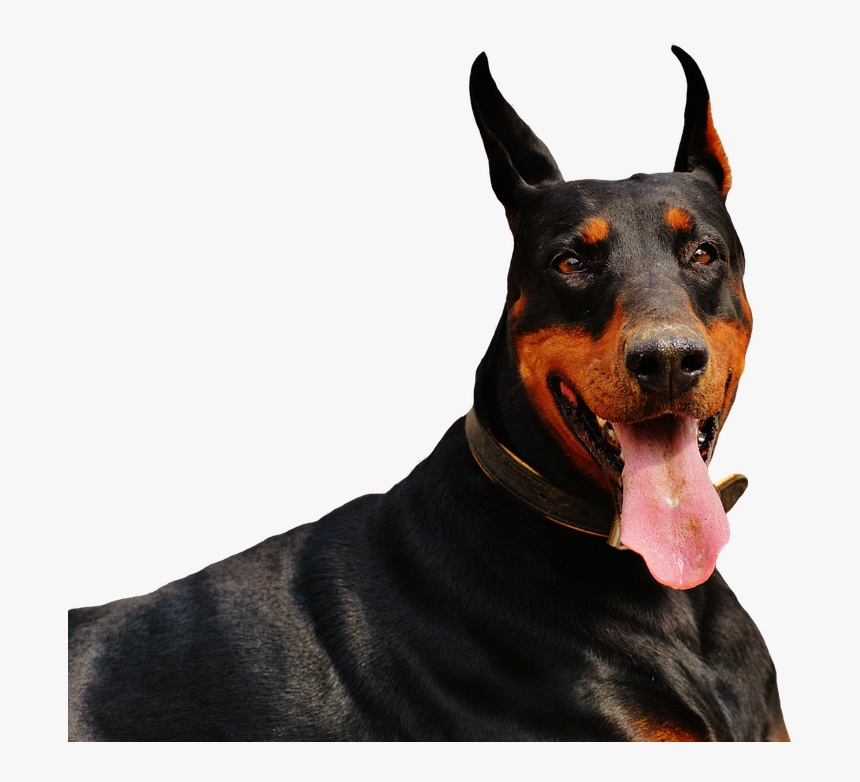 Doberman, Dog, Animal World, Animal, Hundeportrait, - Deutscher Boxer Vs Dobermann, HD Png Download, Free Download