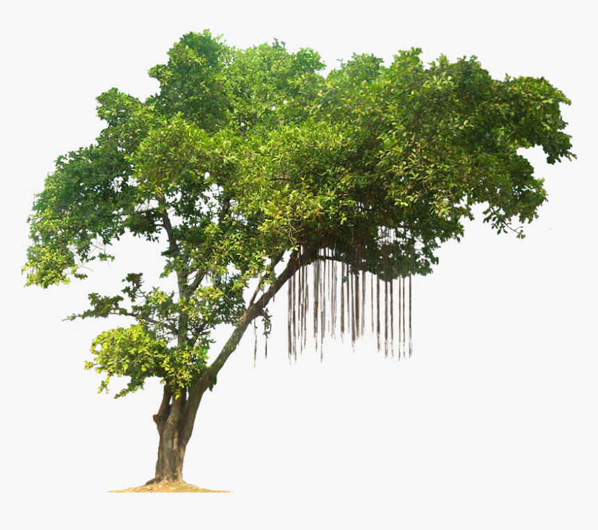 Jungle Tree Transparent Background, HD Png Download, Free Download