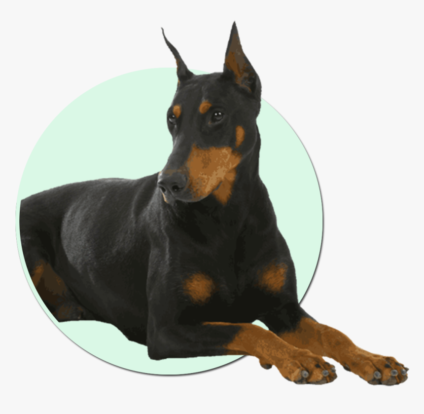 Transparent Doberman Png - Dogs With Worms Symtoms, Png Download, Free Download