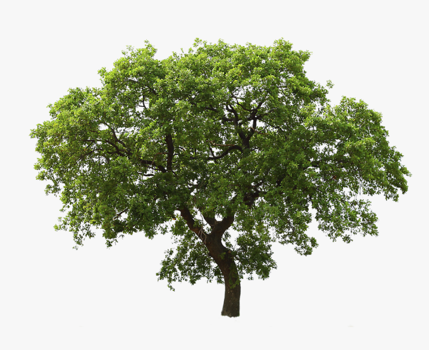 Transparent Background Tree Png, Png Download, Free Download