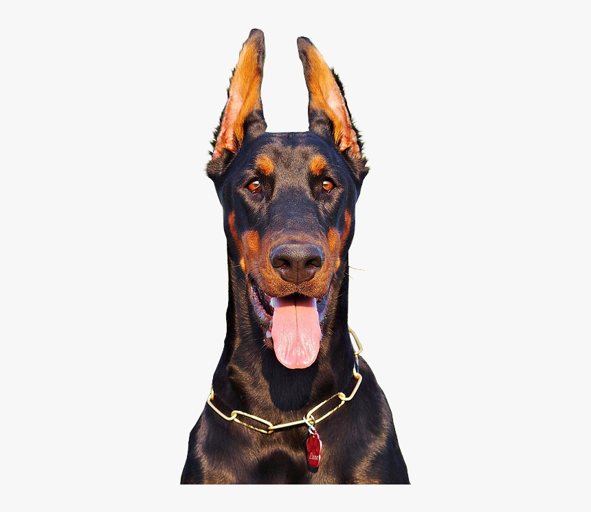 Doberman With Tongue Hanging Out - Doberman Png, Transparent Png, Free Download