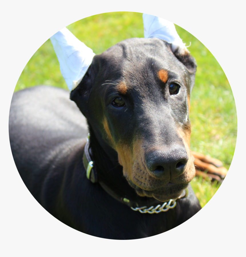 Homedog4 - Dobermann, HD Png Download, Free Download