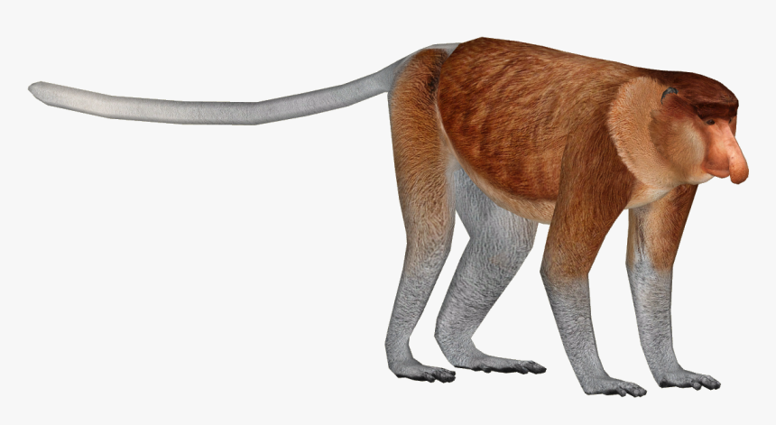 Zoo Monkey Png - Proboscis Png, Transparent Png, Free Download