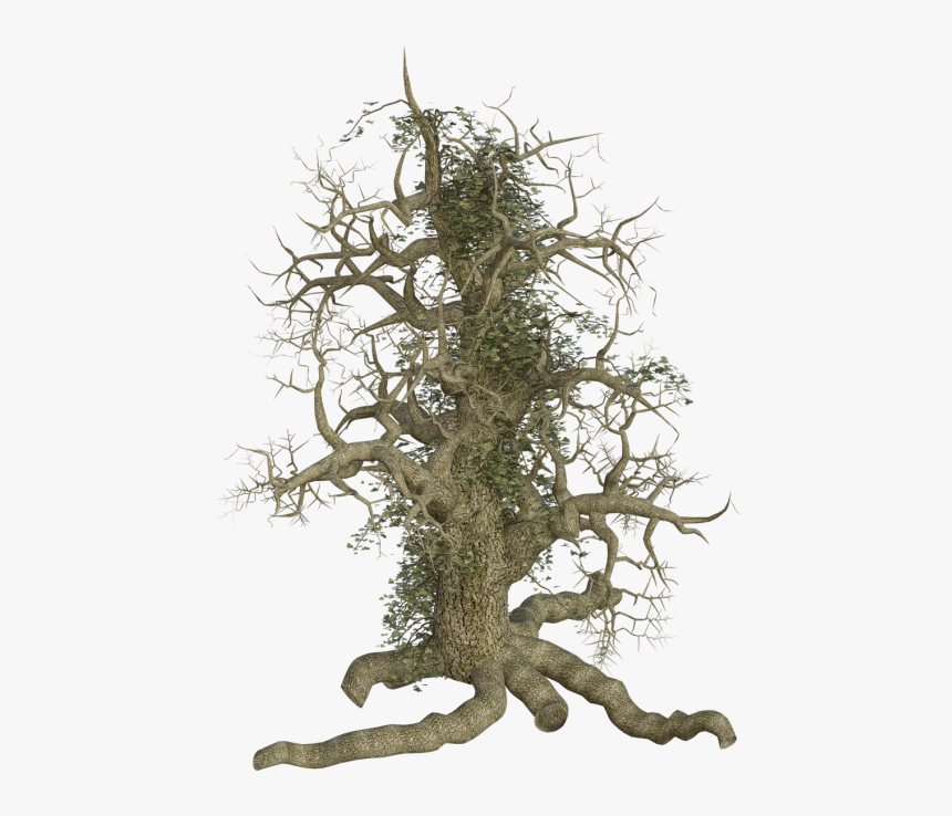 Tree, Hd Png Download , Png Download - Old Tree Roots Png, Transparent Png, Free Download