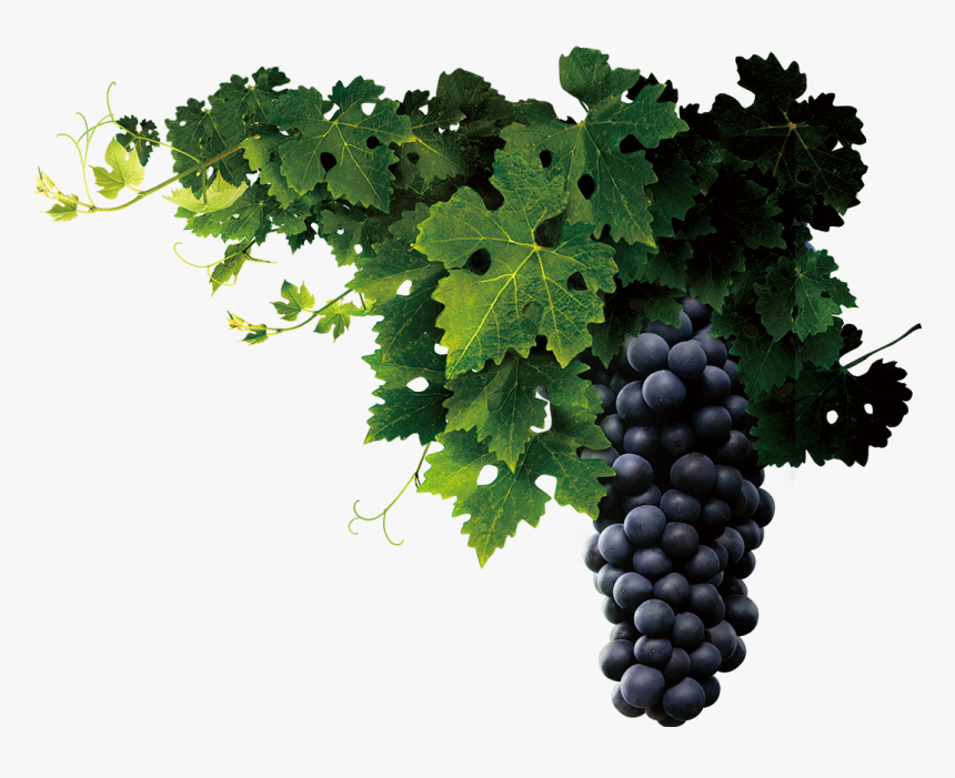 Transparent Grape Vine Border Png - Transparent Grape Vine Png, Png Download, Free Download