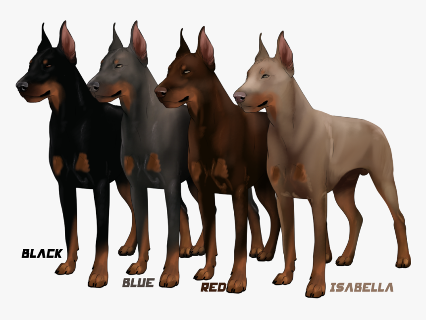 Different Color Of Doberman, HD Png Download, Free Download