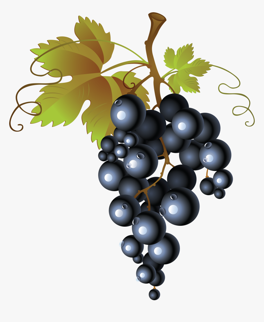 Grapes - Grappe De Raisin Dessin, HD Png Download, Free Download