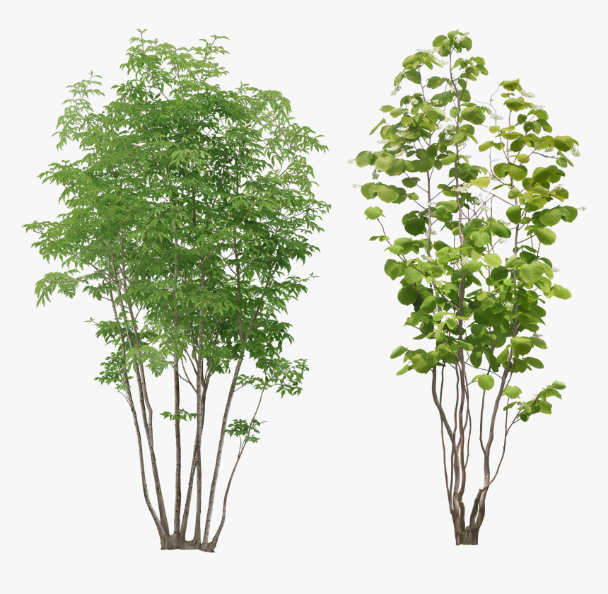 Tree Plant Png, Transparent Png, Free Download