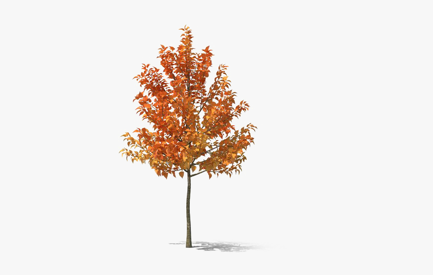 Fall Tree Png Hd - Plane-tree Family, Transparent Png, Free Download