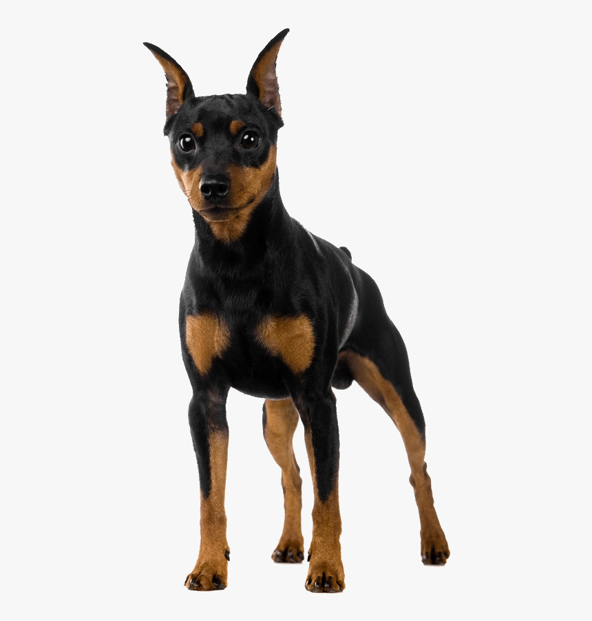 Miniature Pointer, HD Png Download, Free Download