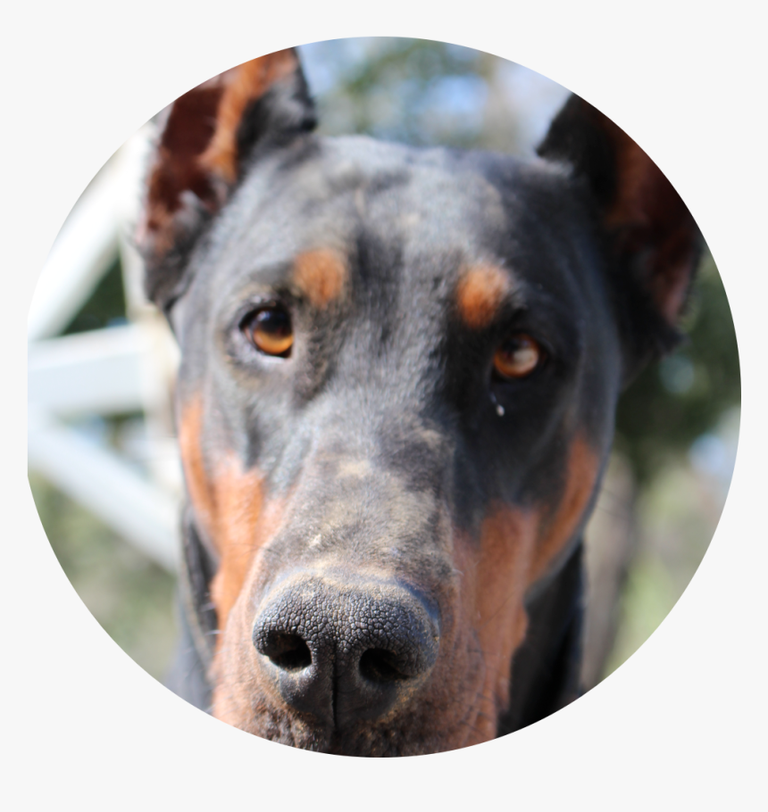 Our Dobermans - Dobermanns Links Usa, HD Png Download, Free Download