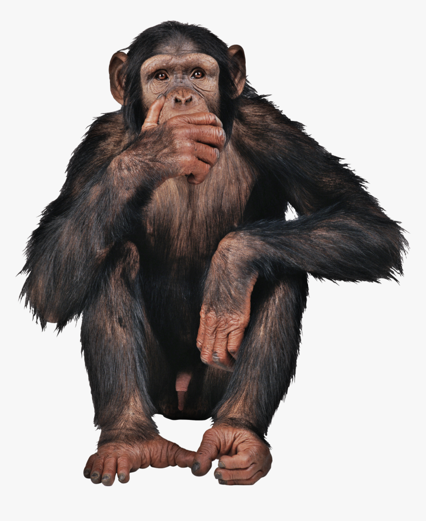 Monkey Png Free Image Download - Monkey Png, Transparent Png, Free Download