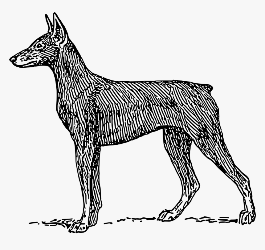 Free Vector Doberman, HD Png Download, Free Download