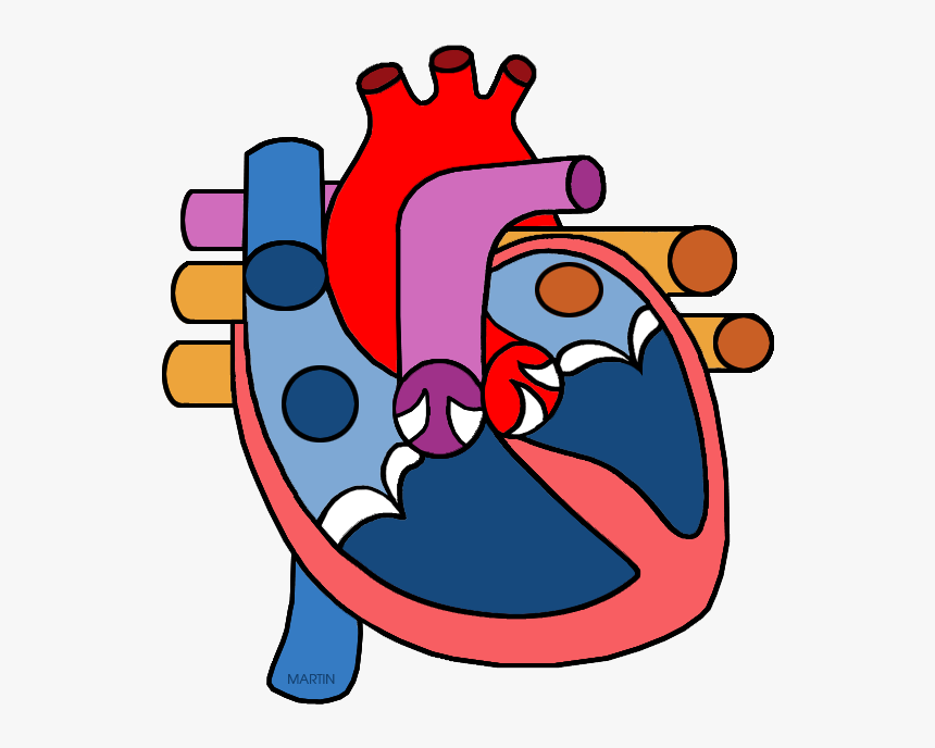 Science Clip Art By Phillip Martin - Heart Circulatory System Clipart, HD Png Download, Free Download