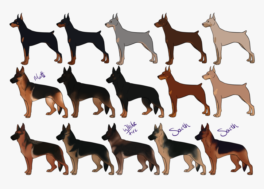 German Shepherd Dobermann German Pinscher Puppy Miniature - German Shepherd And German Pinscher, HD Png Download, Free Download