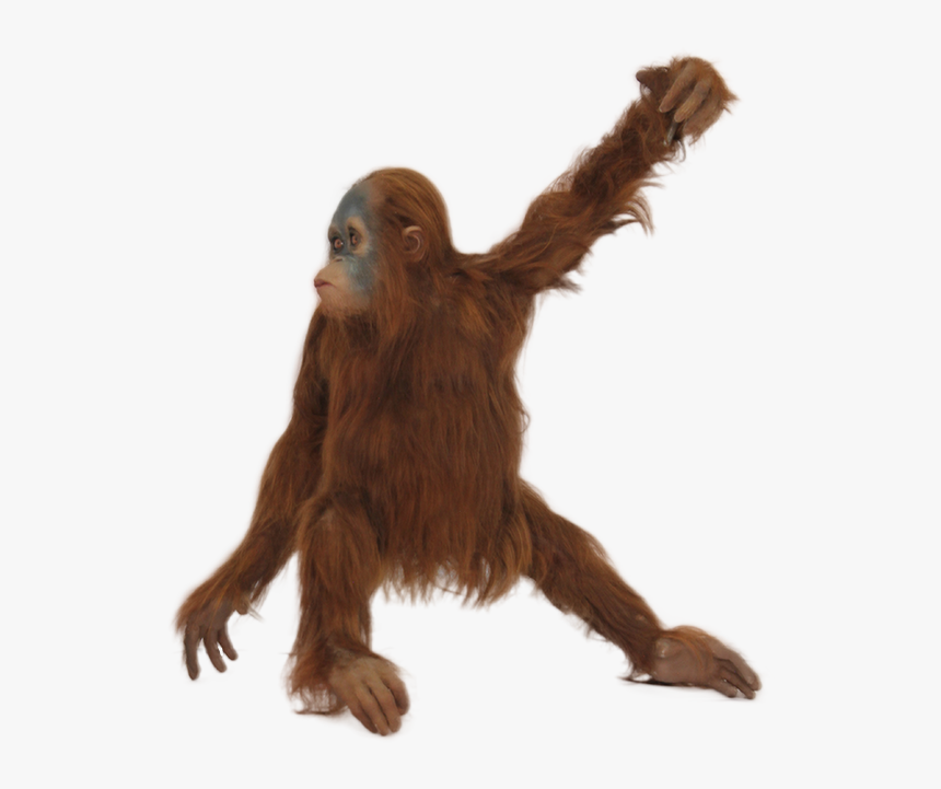 Real Monkey Png - Orangutan With No Background, Transparent Png, Free Download