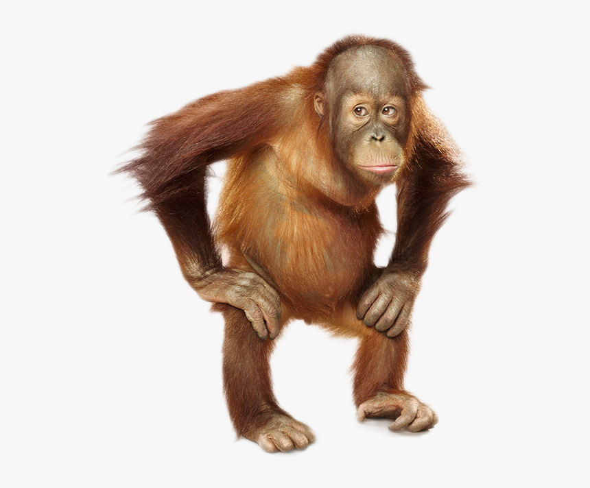 Orangutan Png, Transparent Png, Free Download