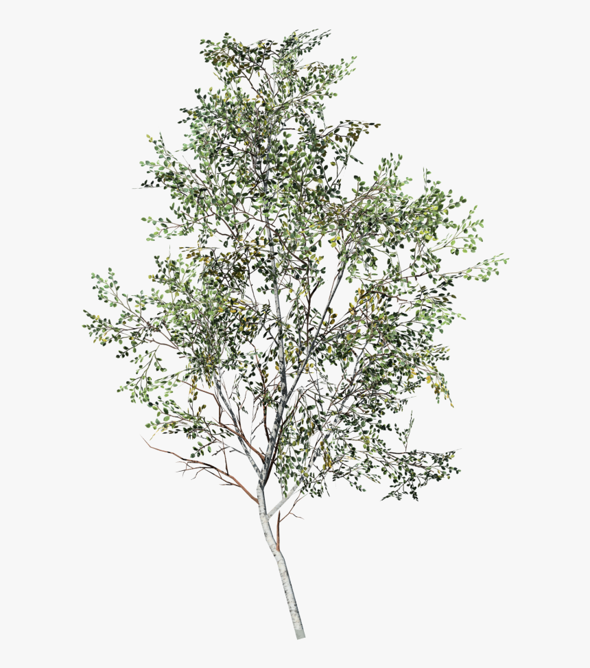 Birch - Paper Birch Tree Png, Transparent Png, Free Download