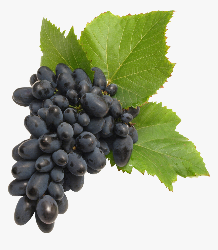 Grapes Tree Png - Transparent Background Grapes Png, Png Download, Free Download