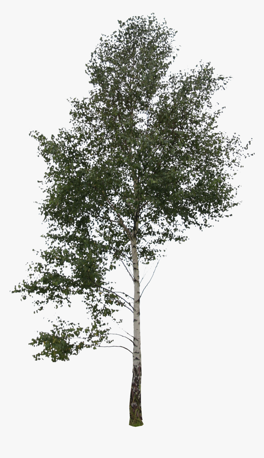 Birch Branch Png, Transparent Png, Free Download