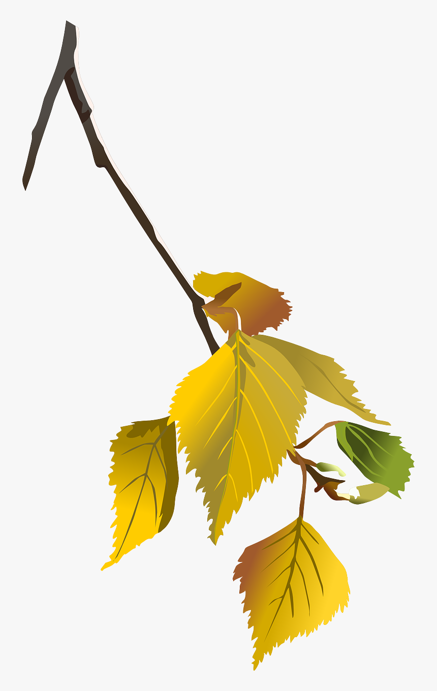 Birch, Tree, Branch, Leaves, Autumn, Leaf, Nature - Birch In Autumn Clipart, HD Png Download, Free Download