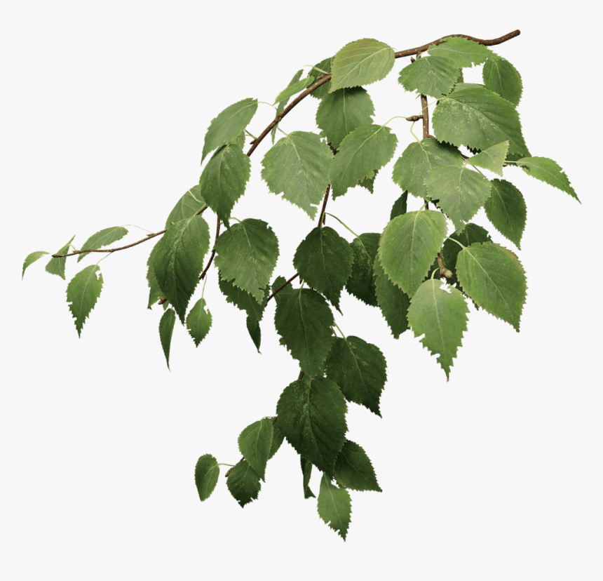 Transparent Sycamore Tree Clipart - Birch Tree Leaves Png, Png Download, Free Download