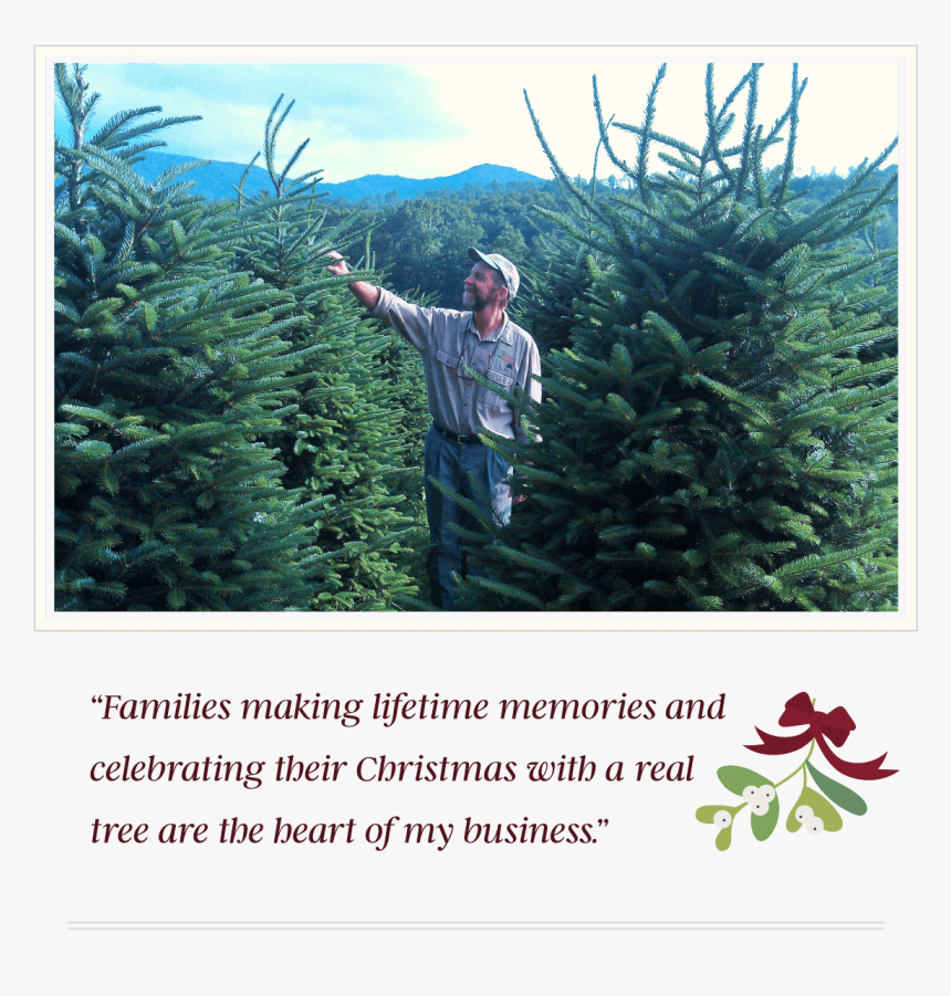 Christmas Tree, Hd Png Download - Christmas Tree, Transparent Png, Free Download