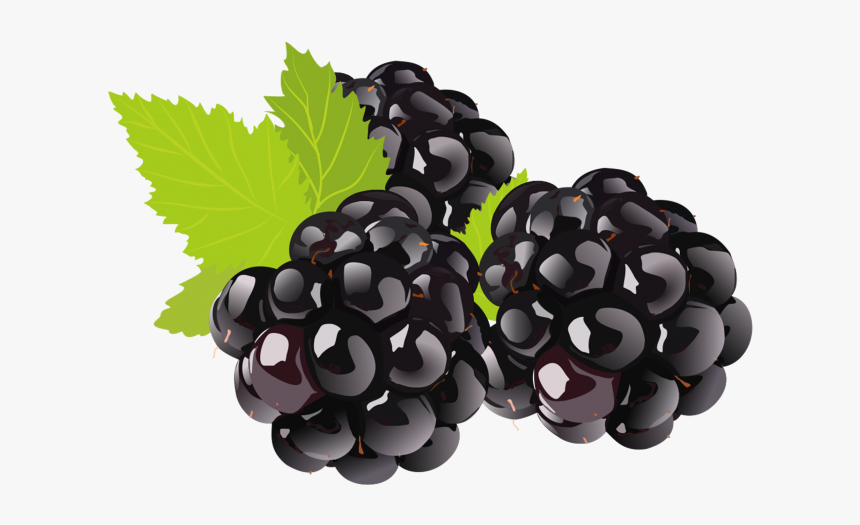 Black Grapes Png - Black Berry Clipart Png, Transparent Png, Free Download