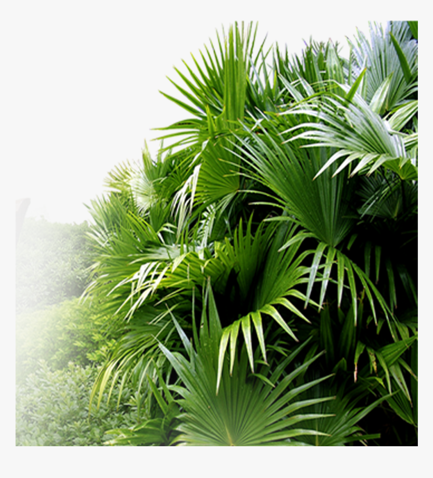 Palm Tree Garden Psd, Hd Png Download - Garden Png Hd, Transparent Png, Free Download