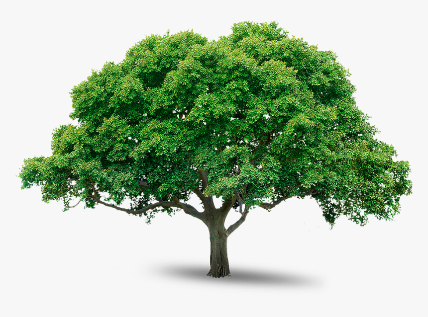Tree Icon Download - Mango Tree Transparent Background, HD Png Download, Free Download