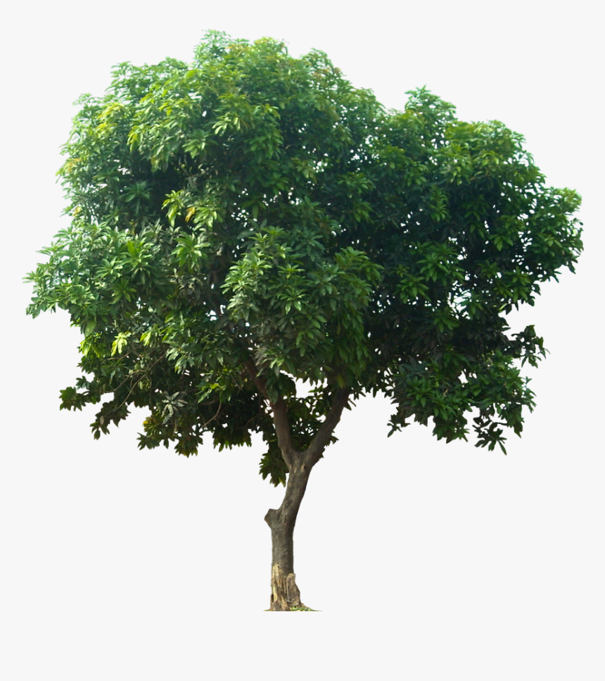 Strong Tree Png - Tree For Architectural Rendering, Transparent Png, Free Download