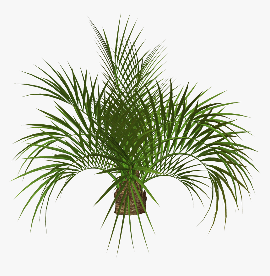 Palm Tree Clip Art, HD Png Download, Free Download