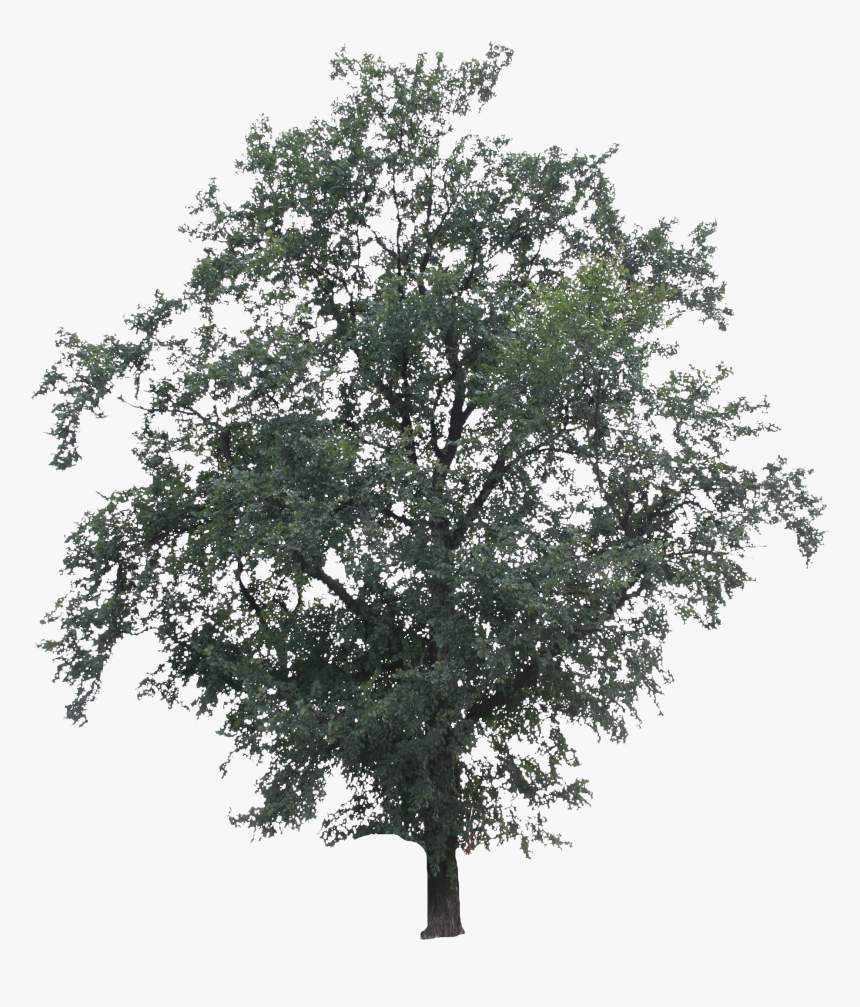 2d Trees, Big Tree - Big Trees Png, Transparent Png, Free Download