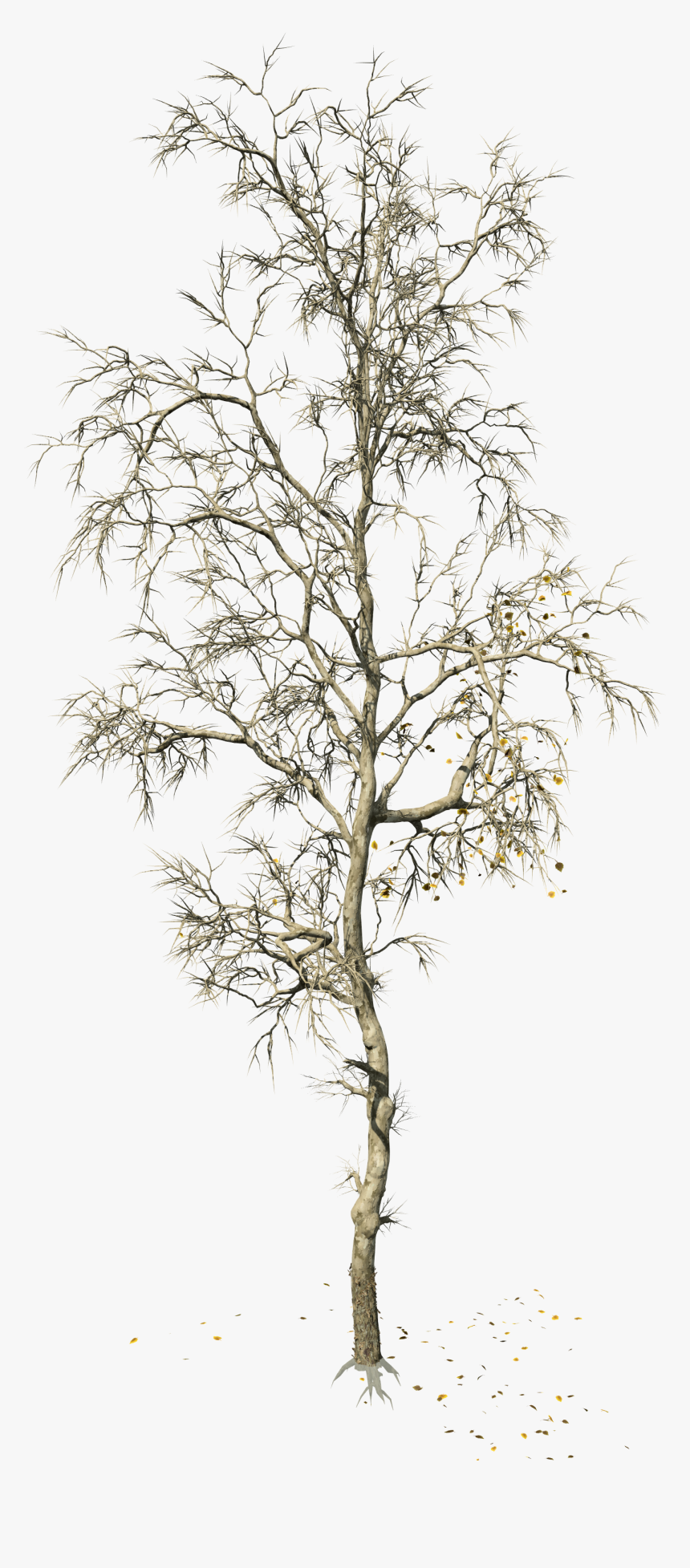 Canoe Birch, HD Png Download, Free Download