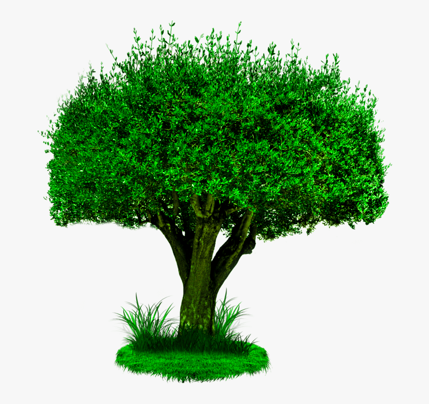 Transparent Photoshop Tree Png - Château De Saumur, Png Download, Free Download