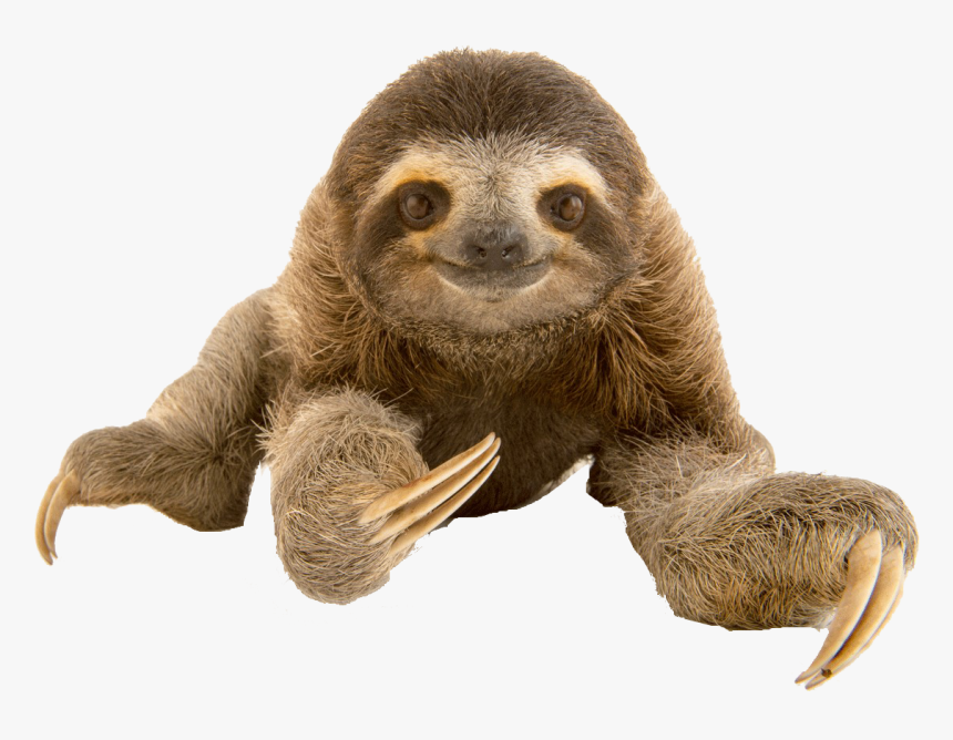 Sloth Png Free Download - Extinct Animals, Transparent Png, Free Download