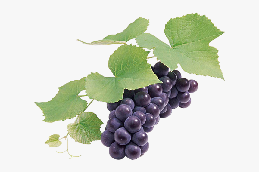 Grape Seed Extract Wine Grapefruit - Grape Seed Png, Transparent Png, Free Download