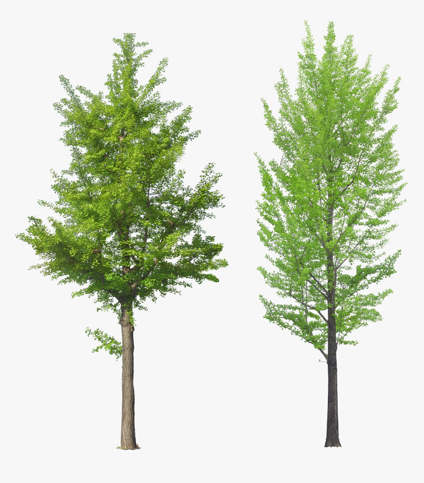 Transparent Background Tree Png, Png Download, Free Download
