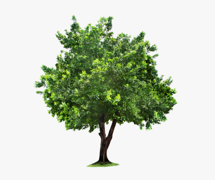 Tree Photoshop, Hd Png Download , Png Download - Transparent Background Png Trees, Png Download, Free Download