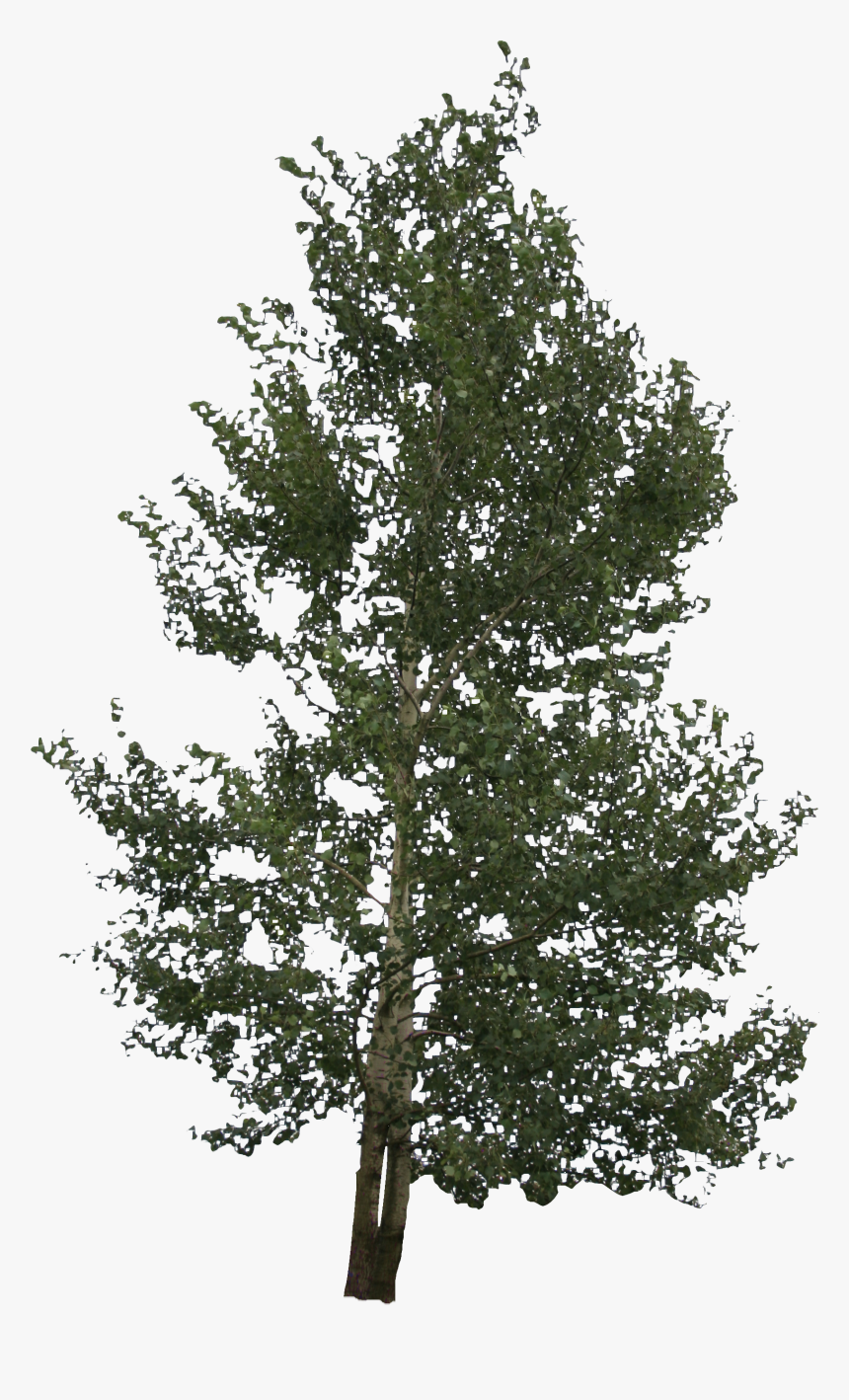 Red Pine, HD Png Download, Free Download