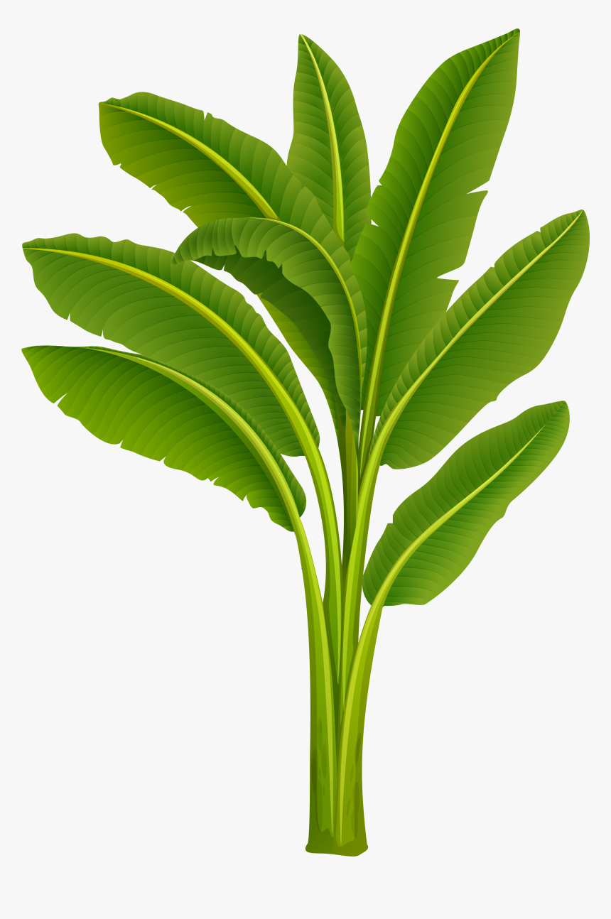 Transparent Banana Tree Clipart - Transparent Banana Tree Png, Png Download, Free Download