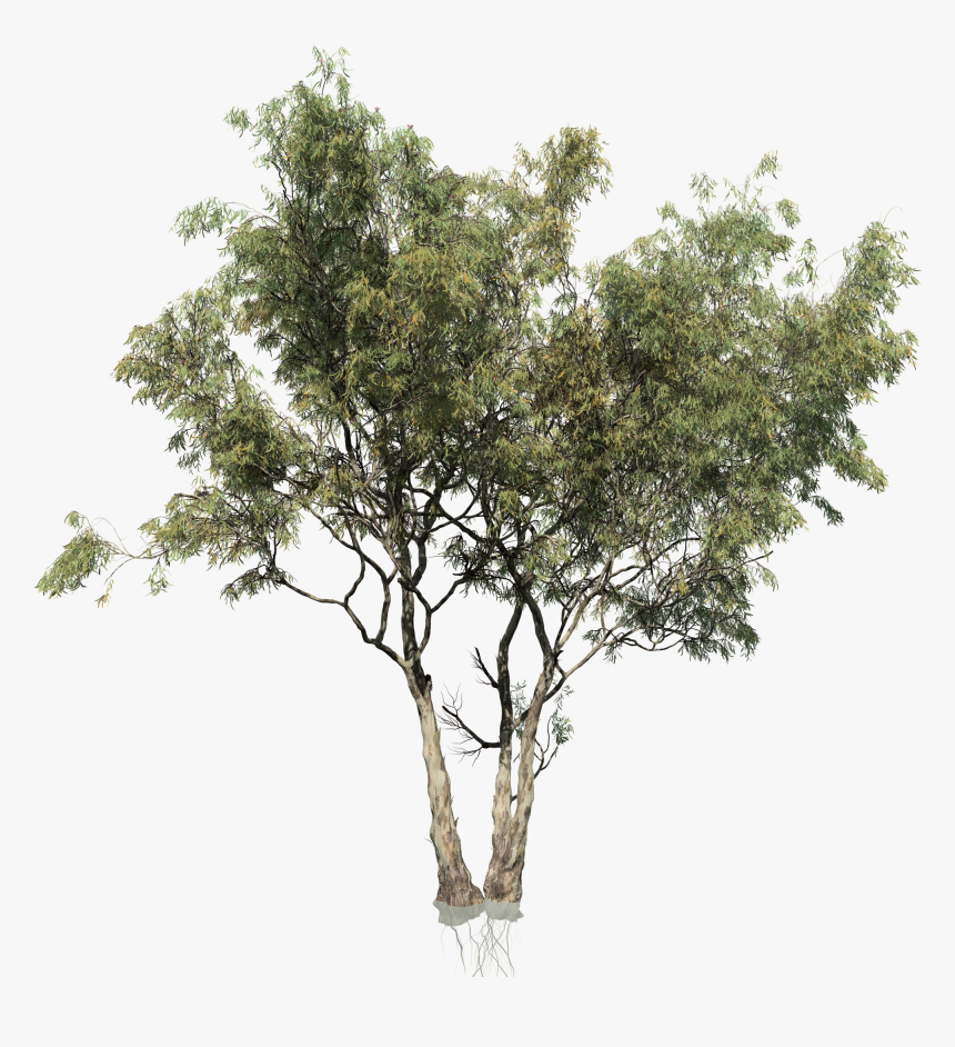 Transparent Eucalyptus Tree Png, Png Download, Free Download