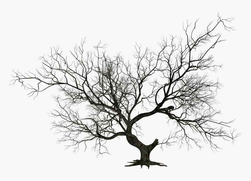 Dying Tree Png - Dead Tree Silhouette Png, Transparent Png, Free Download