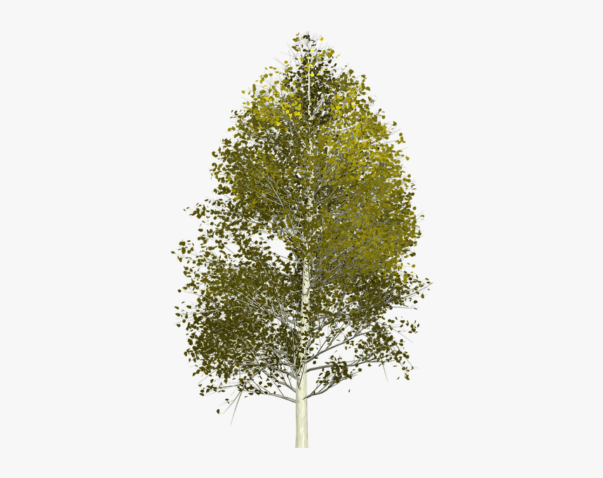 Aspen, Tree, Painted Tree, Nature, Green - Aspen Tree Transparent Background, HD Png Download, Free Download