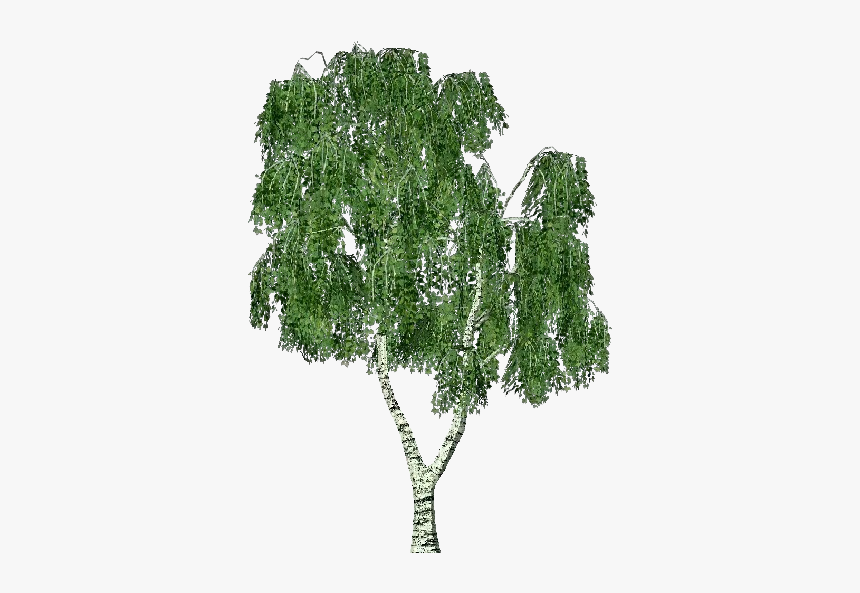 3d Trees - Birch - Acca Software - Arbre Bouleau Png, Transparent Png, Free Download