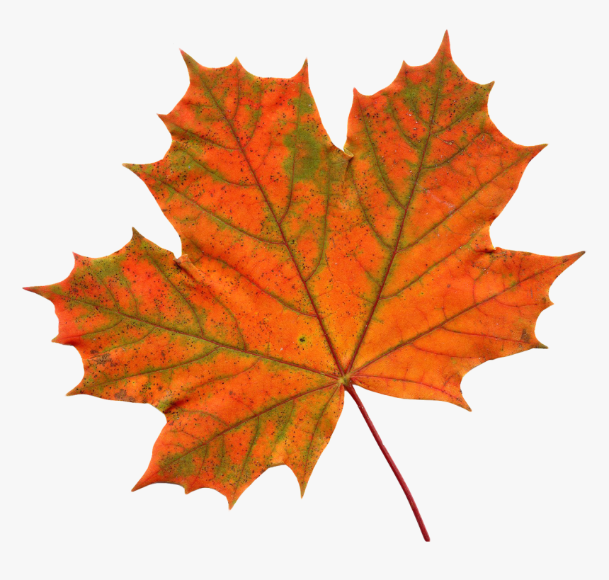 Maple Leaf Png Image - Transparent Background Leaf Clipart, Png Download, Free Download