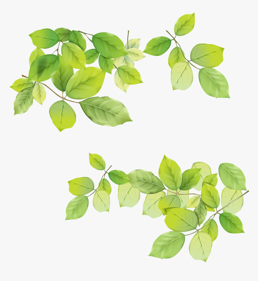 Green Leaves Png Image - Green Leaves Transparent Background, Png Download, Free Download