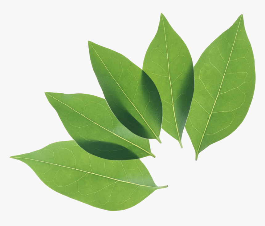 Green Leaf Png - Cocoa Leaves Png, Transparent Png, Free Download
