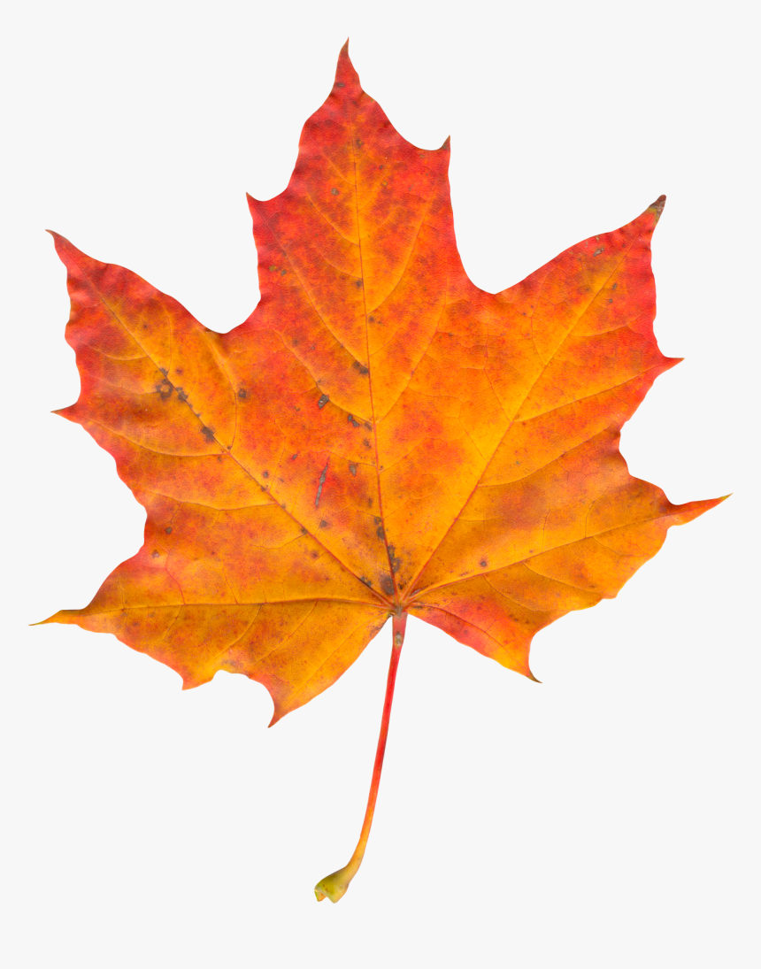 Autumn Leaf Png Image - Autumn Maple Leaf Png, Transparent Png, Free Download