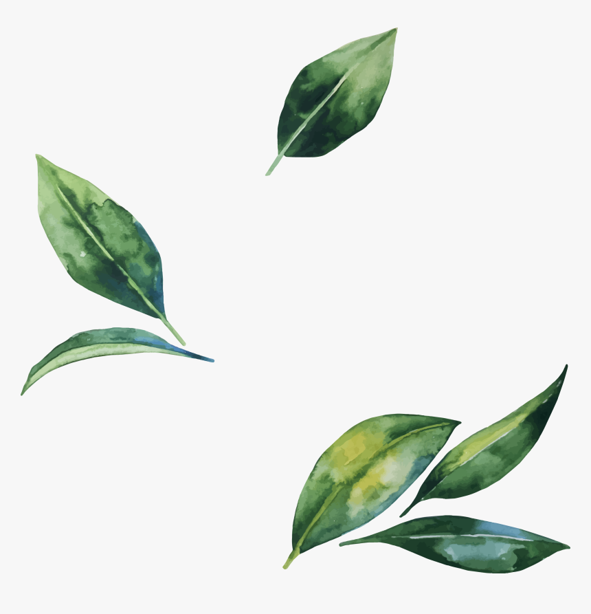 Leaves Png Images Transparent Free Download - Watercolor Leaves Png, Png Download, Free Download